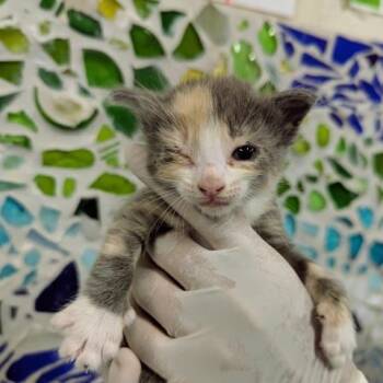 Rescue Domestic Short Hair Cats for Adoption in Pensacola, Florida - STUFFING | PetCurious