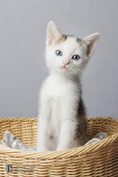 Fudd -  Domestic Short Hair Cat for Adoption in Maryville, Tennessee - Fudd | PetCurious