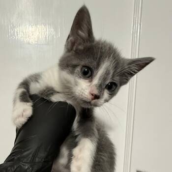 Silver -  Domestic Short Hair Cat for Adoption in Abilene, Texas - Silver | PetCurious