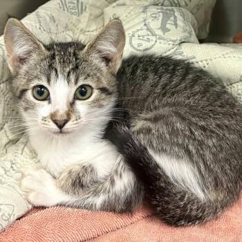 Lydia -  Domestic Short Hair Cat for Adoption in East Hanover, New Jersey - Lydia | PetCurious