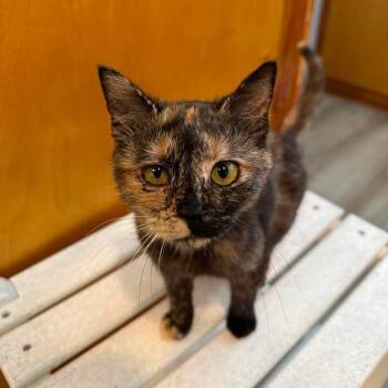 Fetty -  Domestic Short Hair Cat Available for Adoption in Wilmington, North Carolina - Fetty | PetCurious