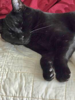 Rescue Domestic Short Hair Cats for Adoption in Maple Shade, New Jersey - Dornhoefer | PetCurious