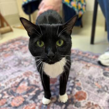Domestic Short Hair Cats Available for Adoption in Columbia, Maryland - Fancy- #51105 | PetCurious
