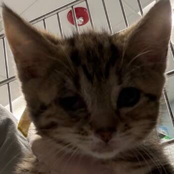 Sun Screen (aka Yellow) -  Domestic Short Hair Cat for Adoption in Wheeling, Illinois - Sun Screen (aka Yellow) | PetCurious