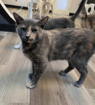 Rescue Tortoiseshell Cats for Adoption in Grand Junction, Colorado - Pebbles | PetCurious