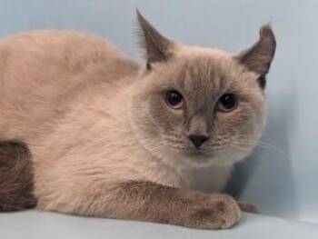Boba -  Domestic Short Hair Cat for Adoption in Golden Valley, Minnesota - Boba | PetCurious
