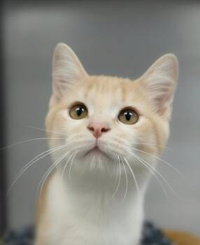 Greta -  Domestic Medium Hair Cat for Adoption in Montello, Wisconsin - Greta | PetCurious