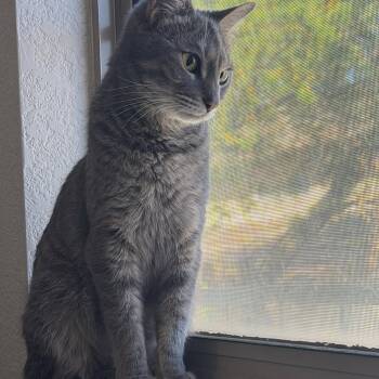Manx Cats Available for Adoption in San Tan Valley, Arizona - Millie | PetCurious