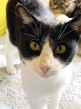 Rescue Tuxedo Cats for Adoption in Alameda, California - Hubble | PetCurious