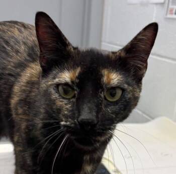 Domestic Short Hair Cats Available for Adoption - Webber Grill | PetCurious