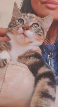 Rescue Domestic Short Hair Cats for Adoption in Philadelphia, Pennsylvania - Topazio | PetCurious