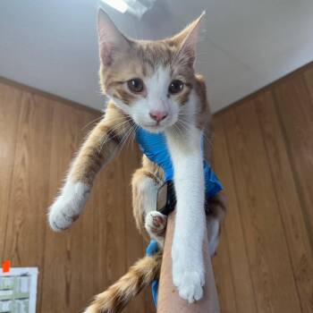 Domestic Short Hair Cats Available for Adoption - Lyra | PetCurious