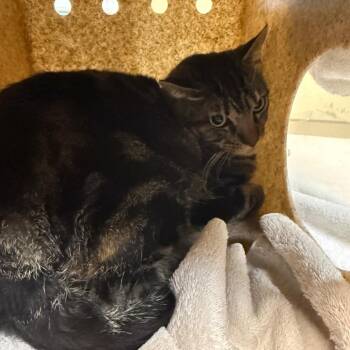 Fulo -  Domestic Short Hair Cat for Adoption in Pasadena, California - Fulo | PetCurious