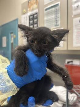 Domestic Short Hair Cats Available for Adoption in Las Vegas, Nevada - SWISS ROLL | PetCurious
