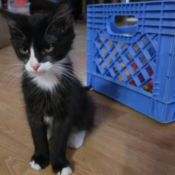 Quattro -  Domestic Short Hair Cat for Adoption in Grantsville, Utah - Quattro | PetCurious