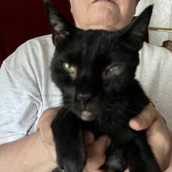 Shadow -  Domestic Short Hair Cat for Adoption in Franklin, Tennessee - Shadow | PetCurious