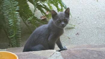 Rosebud -  Russian Blue and Domestic Short Hair Cat for Adoption in Buford, Georgia - Rosebud | PetCurious