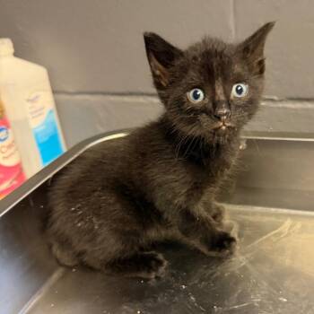 Domestic Short Hair Cats Available for Adoption in Tuscaloosa, Alabama - TUSC-Stray-84151 | PetCurious