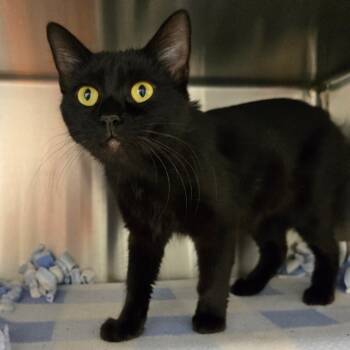 Rescue Domestic Medium Hair Cats for Adoption in Nashville, Indiana - Dory | PetCurious