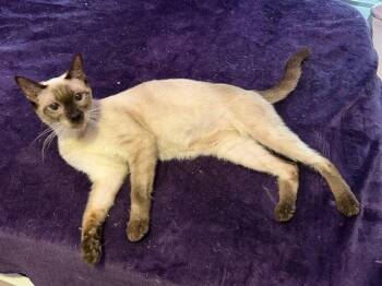 Madame Purrie -  Siamese Cat for Adoption in Orlando, Florida - Madame Purrie | PetCurious