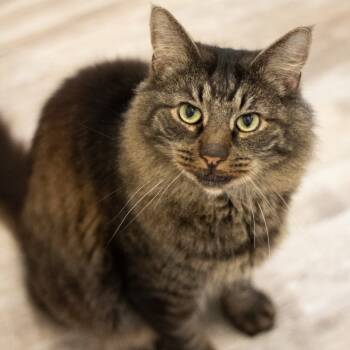 Rescue Domestic Medium Hair Cats for Adoption in Cumming, Georgia - Quiby | PetCurious