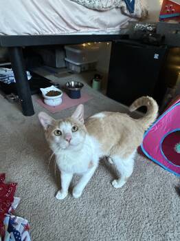 Pumpkin -  Domestic Short Hair Cat for Adoption in Columbia, South Carolina - Pumpkin | PetCurious