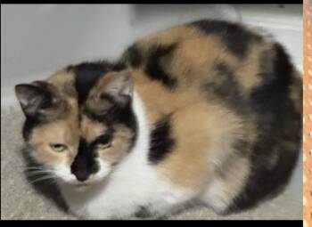 Domestic Short Hair Cats Available for Adoption in Walled Lake, Michigan - Tweetie | PetCurious