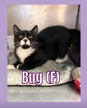 Bug -  Domestic Short Hair Cat for Adoption in Bossier City, Louisiana - Bug | PetCurious