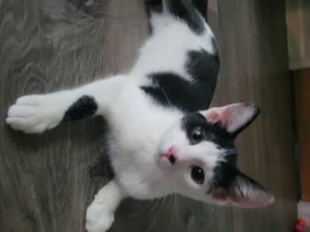 Rescue Domestic Short Hair Cats for Adoption in Ballengee, West Virginia - Spot | PetCurious