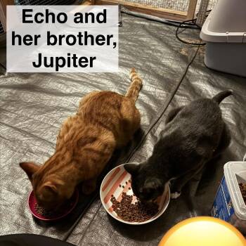 Echo -  Domestic Short Hair Cat for Adoption in Spokane, Washington - Echo | PetCurious