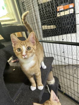 Rescue Domestic Medium Hair and Tabby Cats for Adoption in Stover, Missouri - Porter | PetCurious