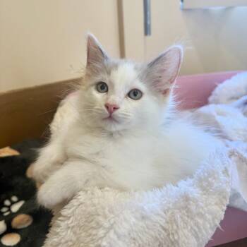 Dinky Doo -  Domestic Medium Hair Cat for Adoption in Agoura Hills, California - Dinky Doo | PetCurious