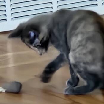 Daisy -  Domestic Short Hair Cat for Adoption in Traverse City, Michigan - Daisy | PetCurious