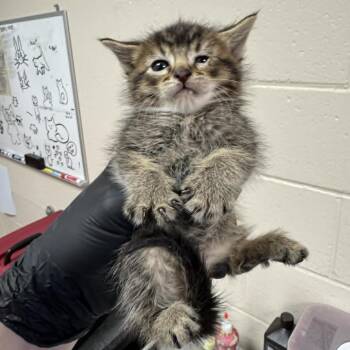 Portobello -  Domestic Short Hair Cat for Adoption in Reno, Nevada - Portobello | PetCurious