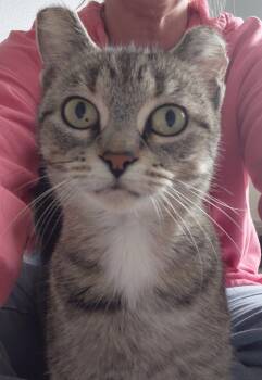 Elsa -  Domestic Short Hair Cat for Adoption in Montello, Wisconsin - Elsa | PetCurious
