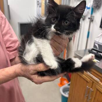 Diane -  Domestic Medium Hair Cat for Adoption in NEW PT RICHEY, Florida - Diane | PetCurious