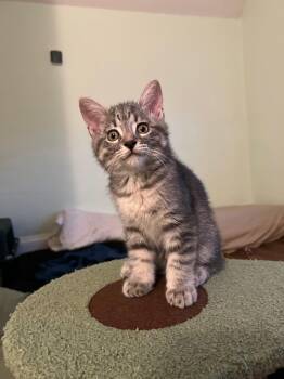 Garrett -  Maine Coon Cat for Adoption in Springfield, Massachusetts - Garrett | PetCurious