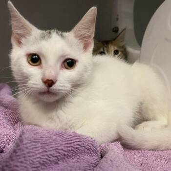 Nora -  Domestic Short Hair Cat for Adoption in Dayton, Ohio - Nora | PetCurious
