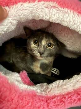 PISTACHIO -  Domestic Short Hair Cat for Adoption in Leesburg, Virginia - PISTACHIO | PetCurious