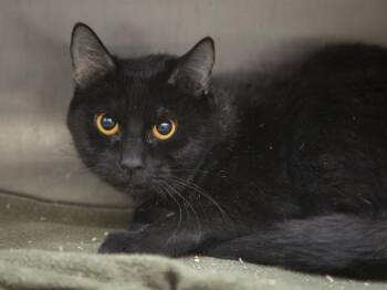 GENIE -  Domestic Short Hair Cat for Adoption in Phoenix, Arizona - GENIE | PetCurious