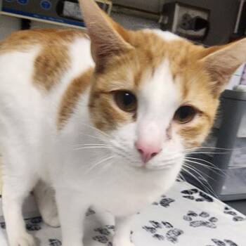 Harlo/Mister Doodles -  Domestic Short Hair Cat for Adoption in Greenville, South Carolina - Harlo/Mister Doodles | PetCurious