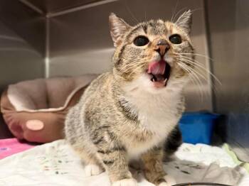 Tabitha -  Domestic Short Hair Cat for Adoption in Ashland, Wisconsin - Tabitha | PetCurious