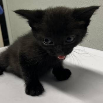 Phantom -  Domestic Short Hair Cat for Adoption in Tampa, Florida - Phantom | PetCurious