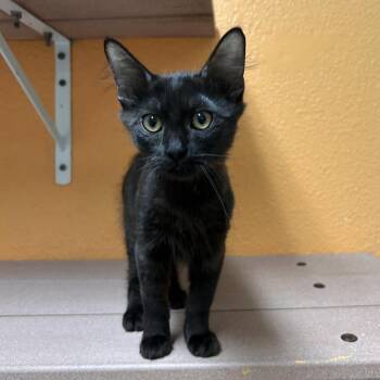 Max -  Domestic Short Hair Cat for Adoption in Fresno, California - Max | PetCurious