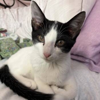 Blueberry -  Domestic Short Hair Cat for Adoption in Mount Laurel Township, New Jersey - Blueberry | PetCurious
