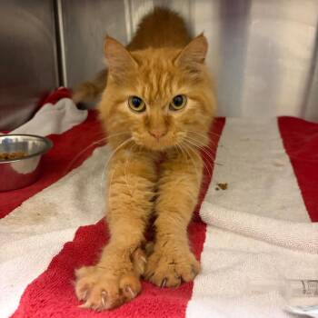 Leonidas -  Domestic Long Hair Cat for Adoption in Council Bluffs, Iowa - Leonidas | PetCurious
