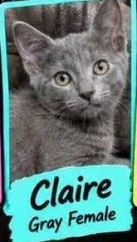Claire -  Domestic Short Hair Cat for Adoption in Claridge, Pennsylvania - Claire | PetCurious