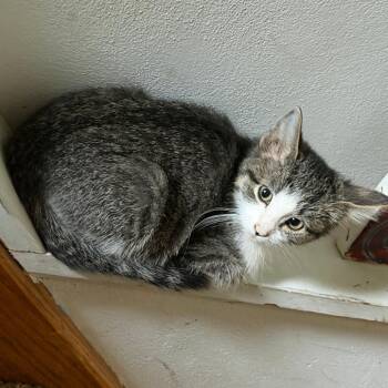 Flower 22739 -  Domestic Short Hair Cat for Adoption in Minneapolis, Minnesota - Flower 22739 | PetCurious