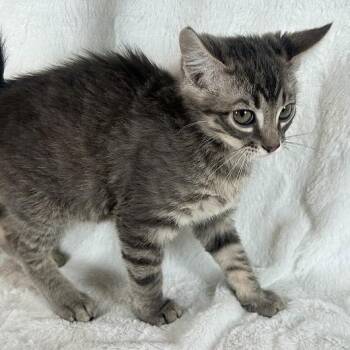 Aang -  Domestic Short Hair Cat for Adoption in Johnson City, Tennessee - Aang | PetCurious