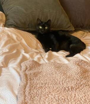 Domestic Short Hair Cats Available for Adoption in Minneapolis, Minnesota - Echo | PetCurious